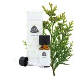Chi Thuja wild